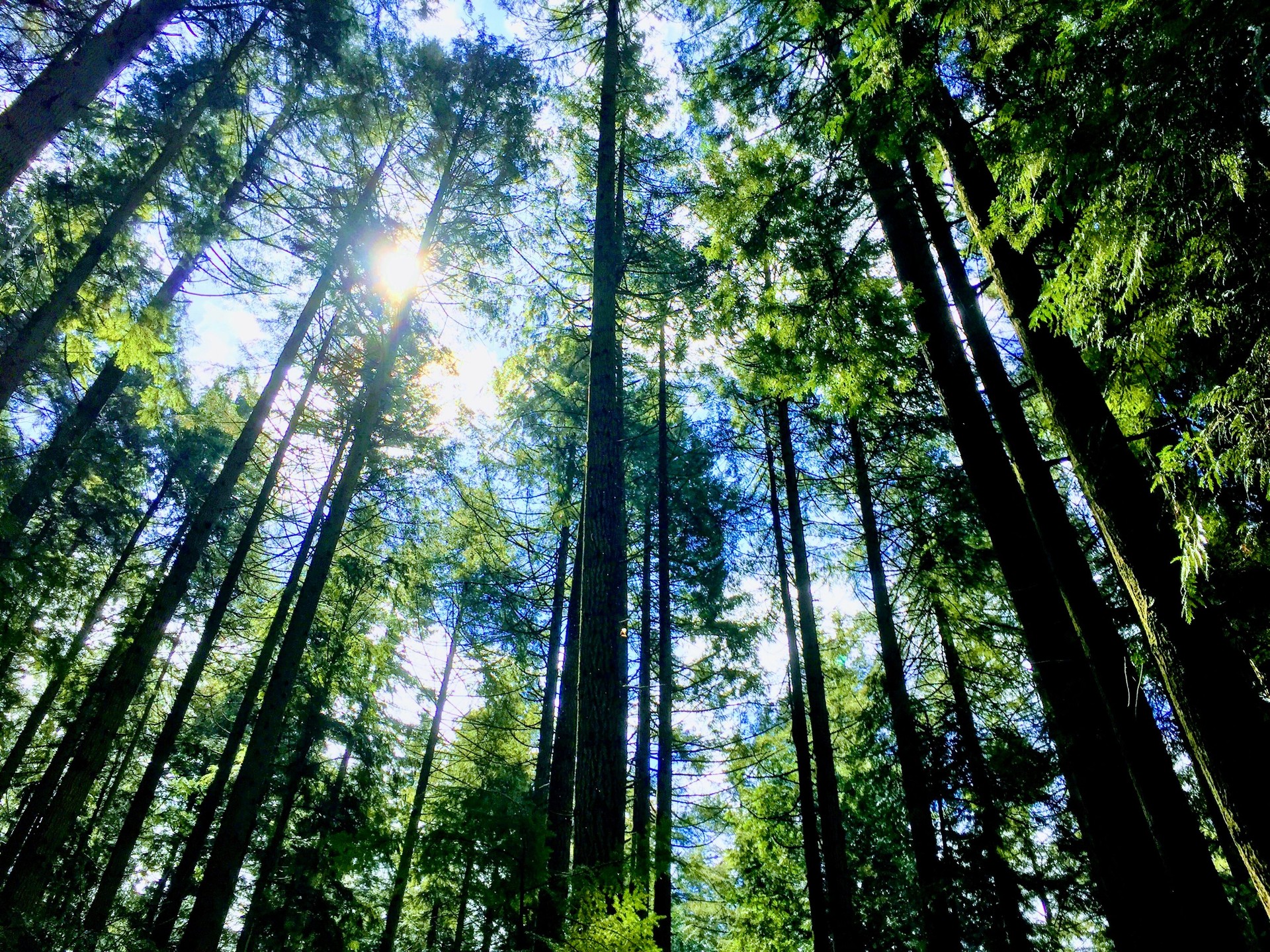 La luz del sol se filtra a través de los altos árboles de hoja perenne